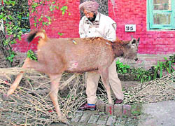 A forest department worker tries to catch a sambar that strayed in Sector 19 in Chandigarh on Thursday.
