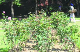 A rose bed with only two roses, a day before Rose Festival is due to begin in Chandigarh on Thursday.