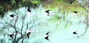 Migratory birds in Janesaro village in Karnal district.