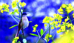 Lensman Suryakant captures a view of a beautiful bird in its natural habitat near Nakodar.