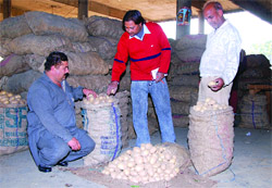 Potato traders in Maqsudan Sabji Mandi.