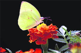 A butterfly sucks pollen from merrigold flower at Leisure Valley in Ludhiana.