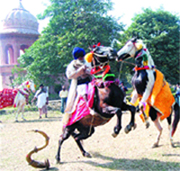 A horserider shows his skills