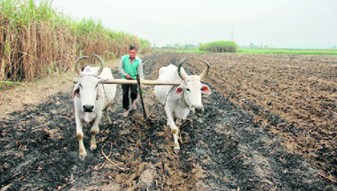 A farmer ploughs his sugarcane field in Doiwala block of Dehradun district.