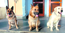 (L to R) Gingaru, Rohit and Golu at the ITBP campus, Dehradun.