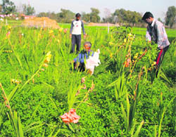 A gladiolus field in Sangrampur village in Jammu.