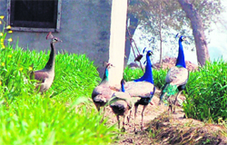 Peacocks conserved by Boparai Kalan villagers near Nakodar in Jalandhar