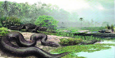 A handout picture of a prehistoric snake was released by the Smithsonion Tropical Research Institute in Panama recently. The newly discovered fossils of the worlds largest snake, found in northern Colombia, weighed 1,143 kg and dated back 60 million years Photo AFP