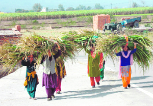 Women carry green fodder in a village near Dehradun.
