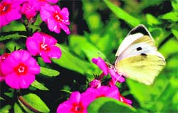 A butterfly sucks nectar from a flower at a garden in Jammu. 