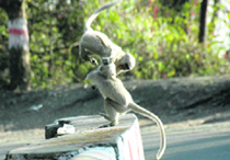 Young langoor gymnasts on the Dehradun-Mussoorie road.
