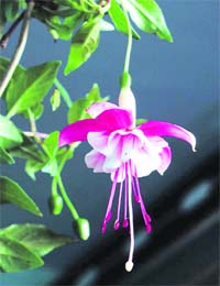 Natures humbleness: A Fuchsia in bloom