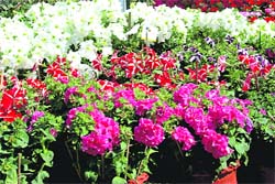 Potted plants at the Colours of Spring flower festival in Dehradun on Saturday. 