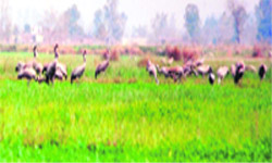 Eurasian cranes flock Shalla Pattan natural wetland in Gurdaspur.