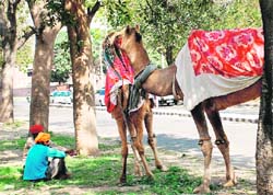 TIME FOR REST: Camel owners stop for a while along the road on a bright day in Mohali on Sunday.