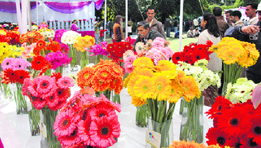 Gerbera flowers dispalyed at 'Colours of Spring' festival held in Raj Bhawan in Dehradun on Sunday.