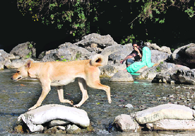 A dog crosses a stream at the tourist resort of Robbers' Cave near Dehradun on Sunday.