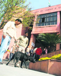 A sniffer dog goes through the high court complex in Jammu after a hoax bomb call on Mlonday. 