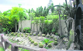 Rare cacti are part of a Chinese corner in the garden