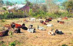 Stray cows in a field in the Lanj area of Kangra district