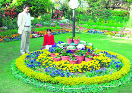 Prize-winning garden owner Dr Arunanshu Behera finds solace in spade work after wielding surgical tools during the day