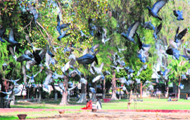 Rakh Bagh in Ludhiana is attracting a lot of pigeons and other birds these days, providing a panoramic view to morning and evening walkers.