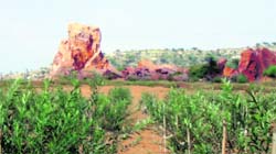 An olive plantation near Jaipur in Rajasthan