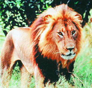 The male differs from the female in his distinctive golden-blonde mane on the head and neck