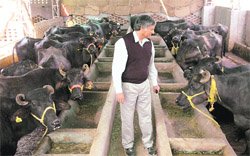Surinder Singh Dhindsa with his stock of milch cattle at Rehpa village,