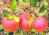 Apple crop ready for plucking in an orchard in Java (Indonesia).