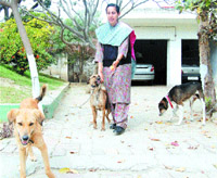 Vaneet Randhawa along with injured stray dogs at her residence in Amritsar.