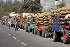 Tractor -trailers loaded with potatoes make a beeline in front of a cold storage on the Bathinda-Goniana road on Thursday.