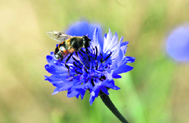 A honeybee sits atop a flower in Dehradun.