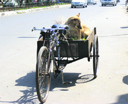 Marooned? An abandoned rehri with a dog perched on it in Ludhiana.