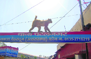 A monkey walks on the sign post of Patelnagar police station in Dehradun on Saturday.