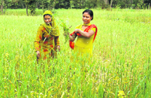 Women showing affected crop in the Rangtas area of Hamirpur.