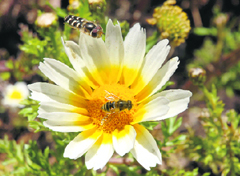 Bees collecting honey from a flower at the Ridge in Shimla on Saturday.