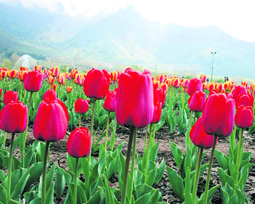 The worlds largest tulip garden in Srinagar