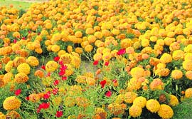 VALLEY OF FLOWERS: Marigold in full bloom at Matka Chowk, Sector 17, Chandigarh