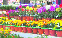 The annual flower show at the BEG Centre in Roorkee on Sunday.