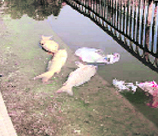 Dead fish float in Rewalsar lake.