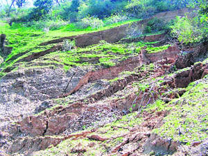 The sinking land in Matliyal village adjoining the Pong Dam reservoir.