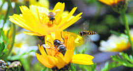 Honey bees attracted to flowers at the Ridge in Shimla.