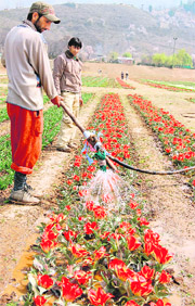 Blooming flowers being watered with a spirinkler in Asias biggest tulip garden in Srinagar on Tuesday.