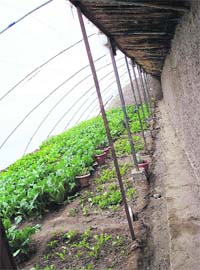 Vegetables grown in Ladakh under solar-based polythene greenhouses