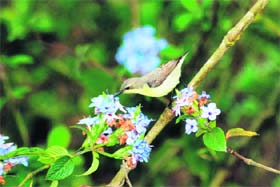A purple sunbird picks pollen