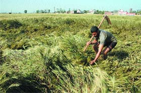 A farmer inspects the damage to his wheat crop in Jalandhar
