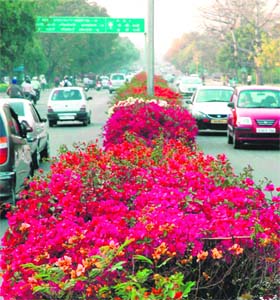 COLOURFUL DIVIDER: Bougainvillaea hedge runs almost the entire stretch of Madhya Marg in Chandigarh
