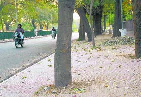 Paver blocks fixed along the road dividing Sectors 22, 23 pose a threat to the trees