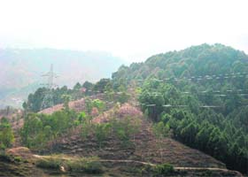 Transmission lines passing through the forest area near Sundernagar in violation of environment norms